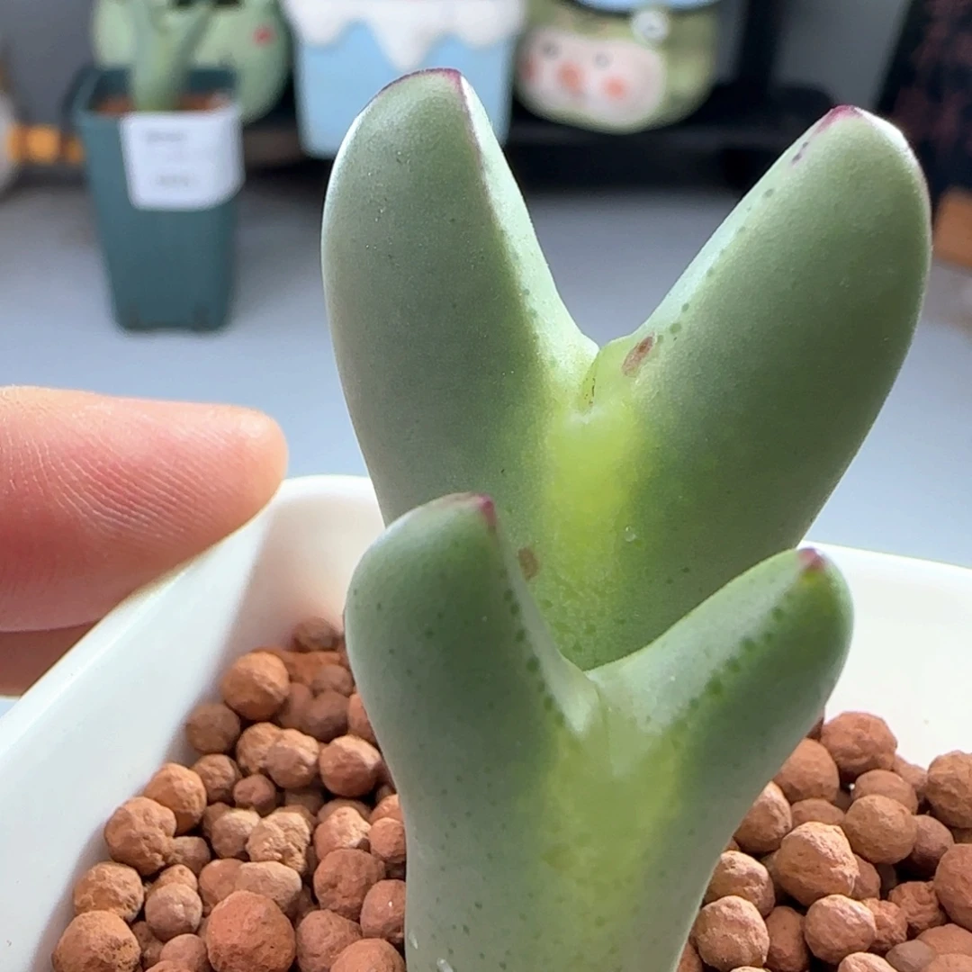 0626/嘟嘟嘴红边少将/