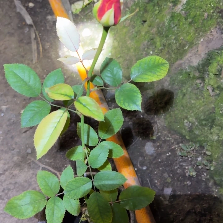 无花朵Cc根接小苗