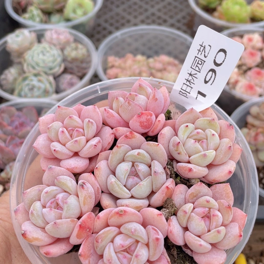 L****呀多肉植物多肉植物190