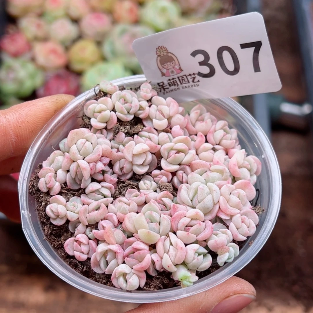 多肉植物多肉植物