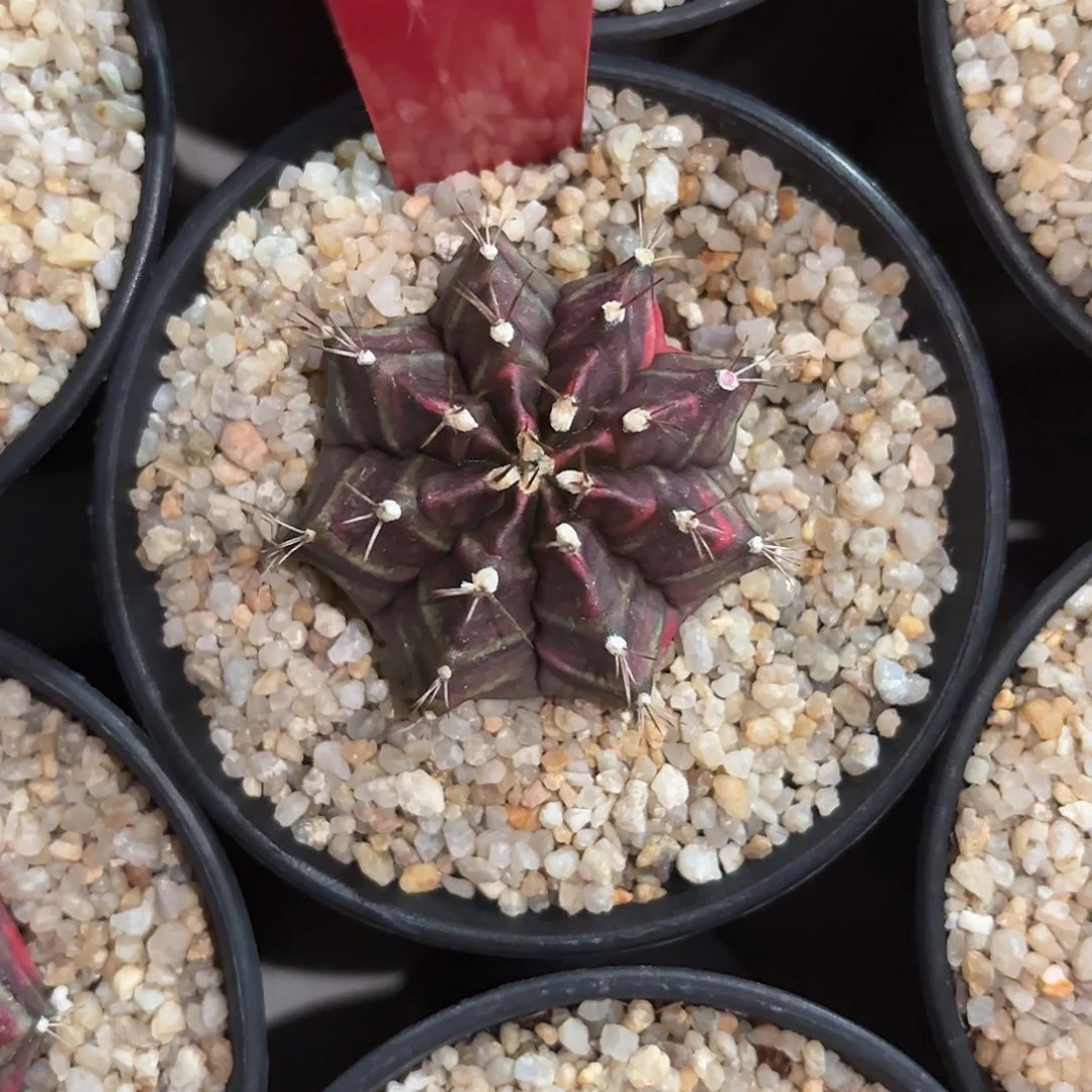 123-0901泰国发货 梦之火