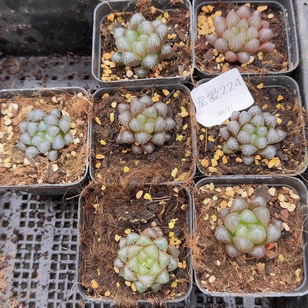 直播福利一物一拍224