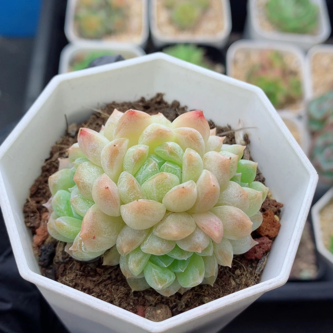 58包邮  群生不包整糖心群85