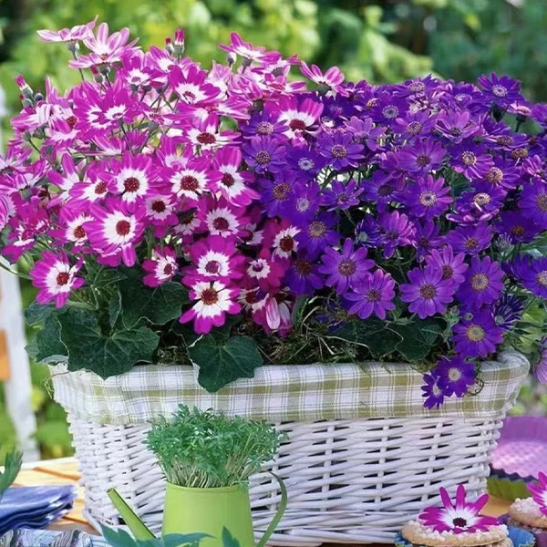 【瓜叶菊】盆栽耐寒耐热花期长好看易养室内外植物花卉