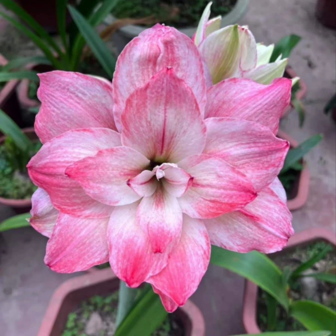 朱顶红-【A263 】2+cm 包对版，不包后期养护。