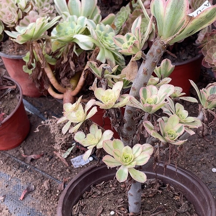 14白兰地多肉植物法师