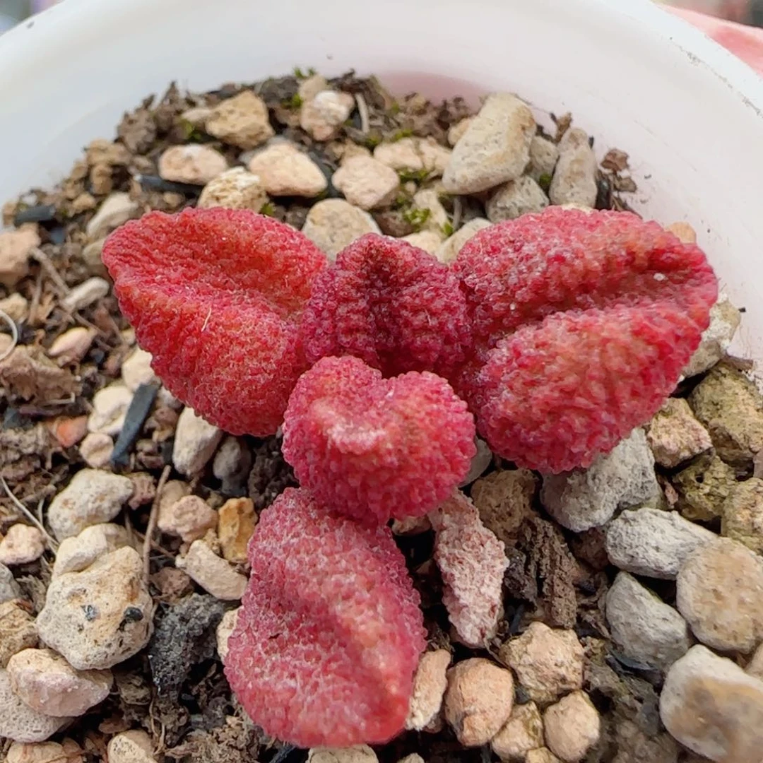 红红水蜜桃 盆口3.5cm