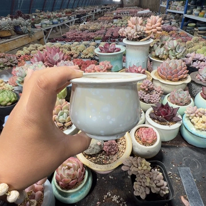 特价花盆 满50发货 内口6