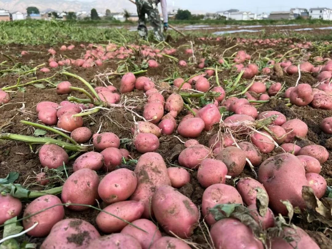 云南红皮黄心土豆新鲜现挖口感粉面高原露天种植