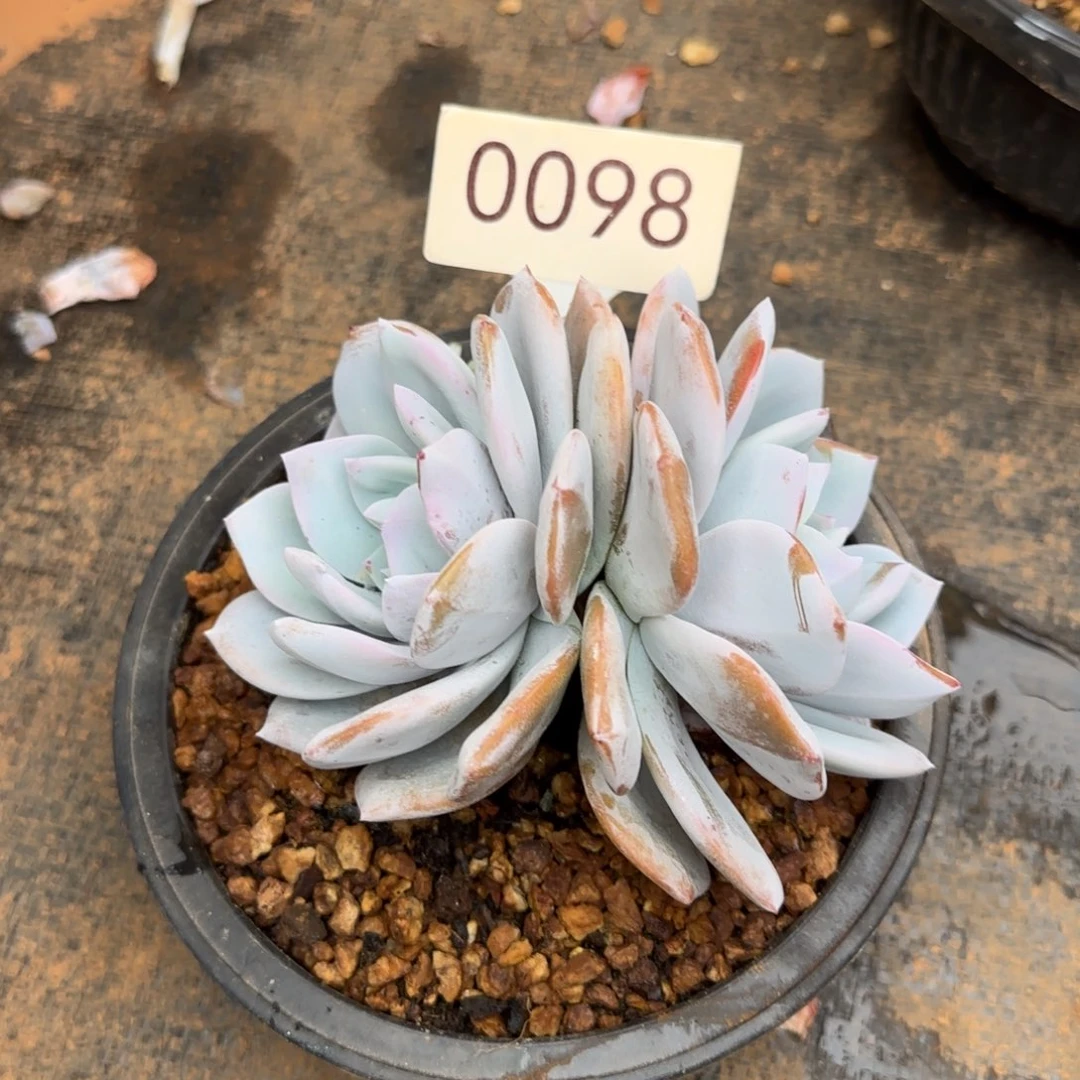 双头奶茶。 0098号。