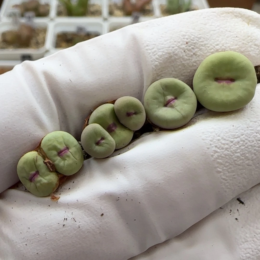 A***e5-10-当天满38包邮中型泡泡窗嘟嘟嘴1.左右