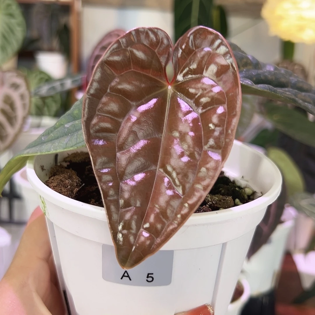 无花朵原种黑奢籽播带侧芽A5