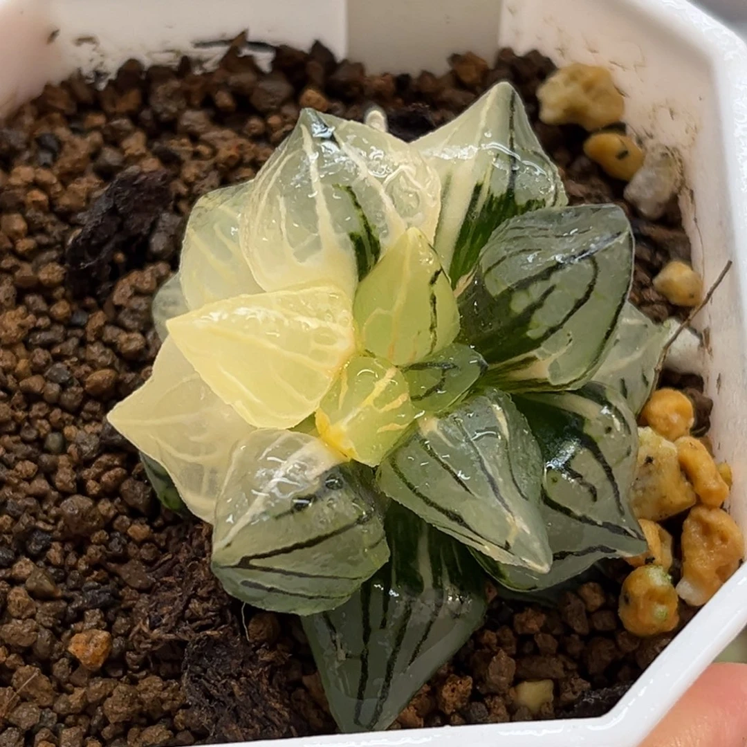 55西瓜寿锦福利专场