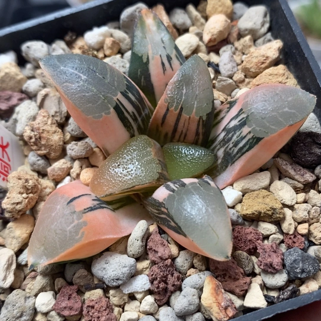 494丘比特锦一物一拍