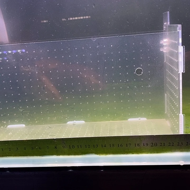 鳜鱼红纹鳜鱼中国虎鱼