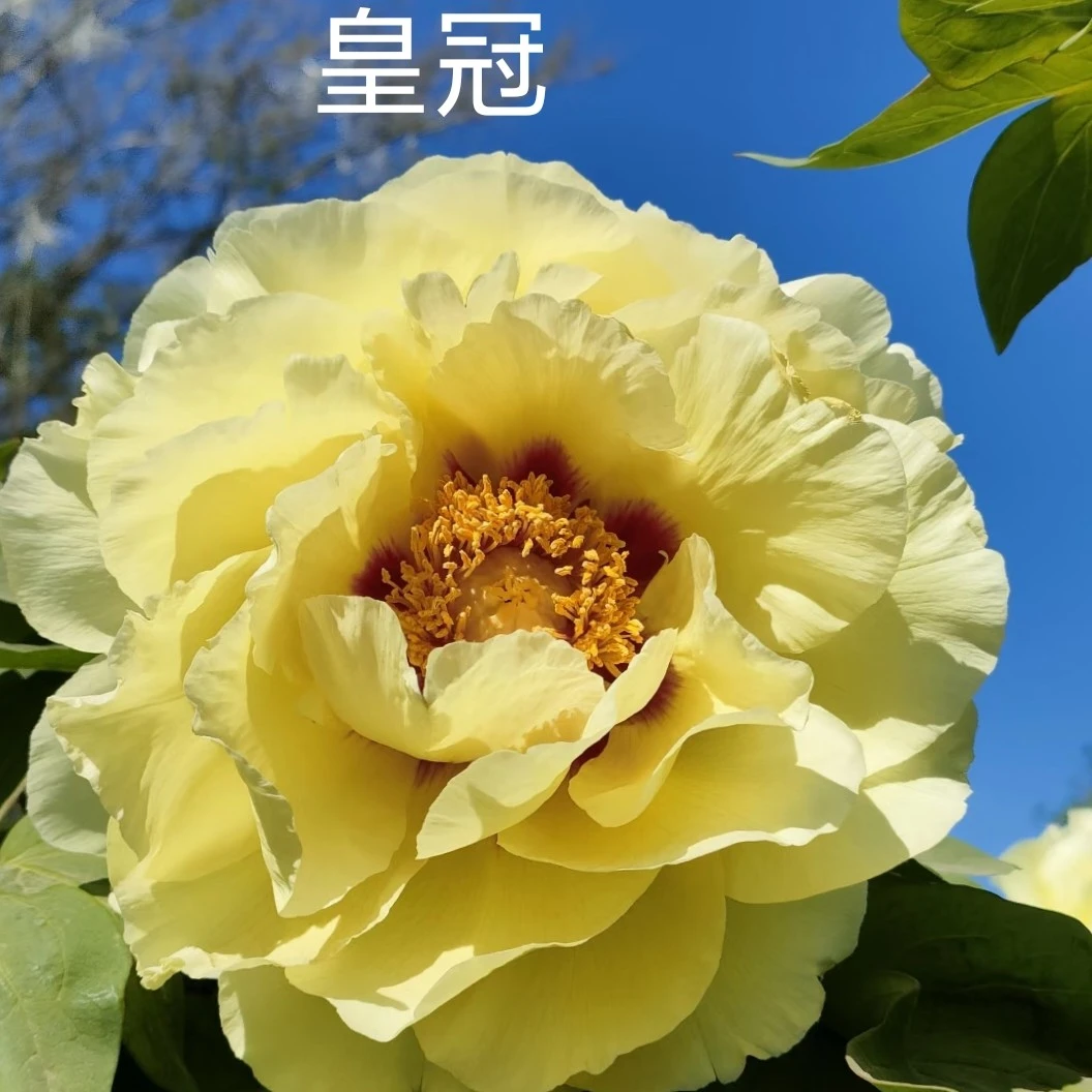 ［皇冠］重瓣牡丹   黄色系限售50单