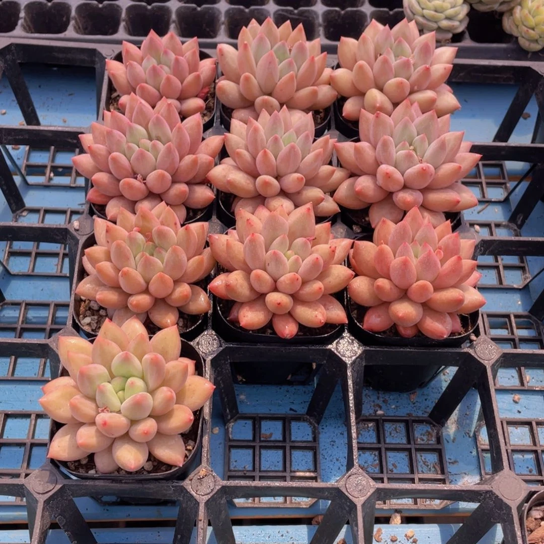 1100号 黄金车厘子大单头一个