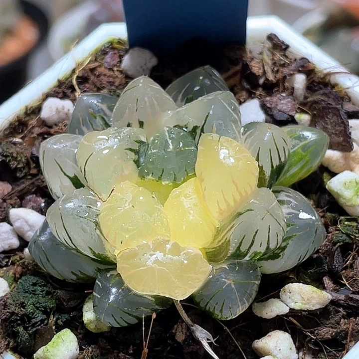 732地泉锦一物一拍