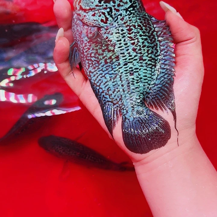 9***子罗汉鱼啊啊啊啊啊啊啊啊