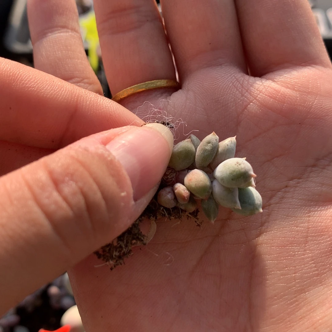 福利无售后多肉植物
