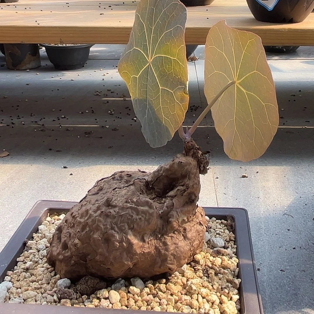 汤圆植物一叶龟哈