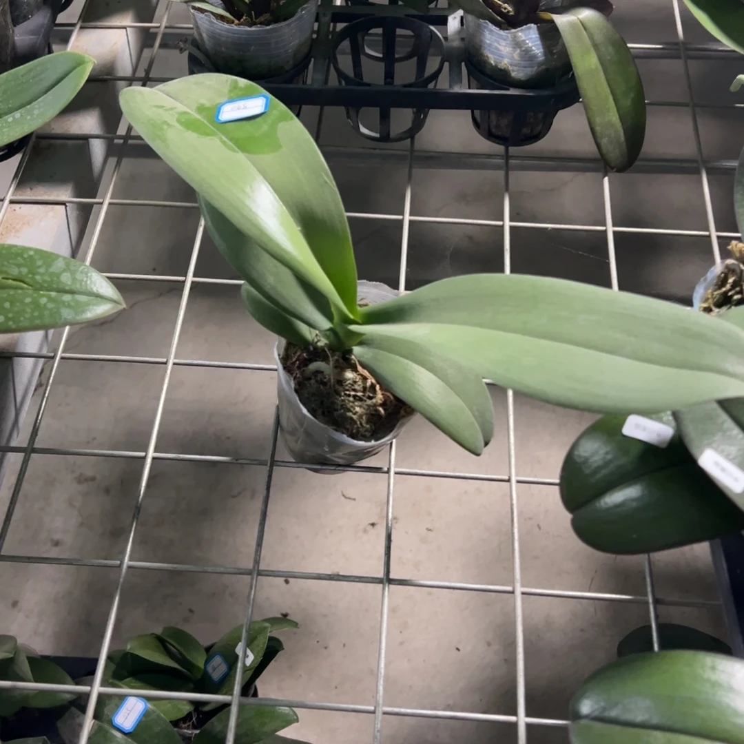 当前无花栽培后可以开花048不知道凑单发货一颗不发货