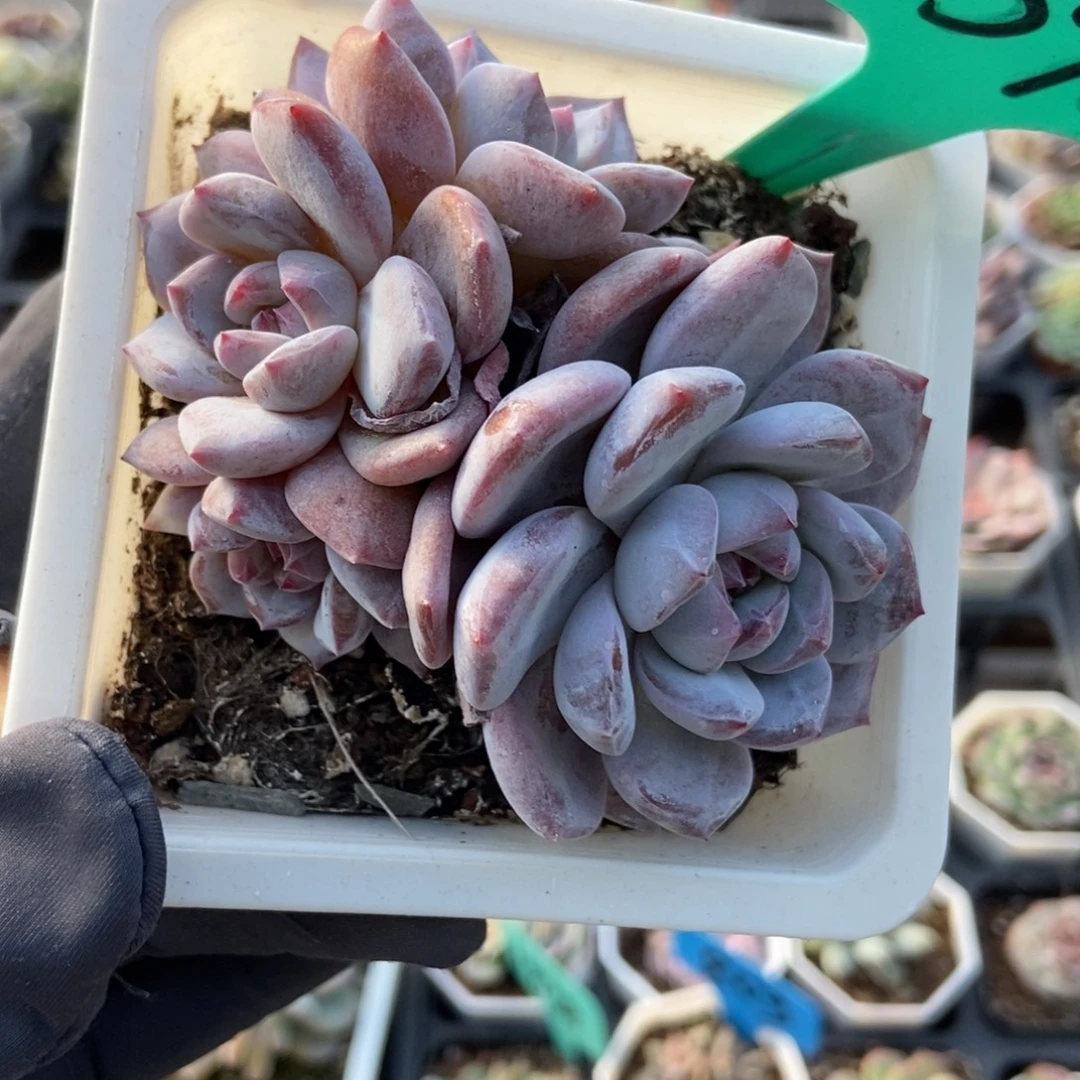 1598橙子多肉植物多肉