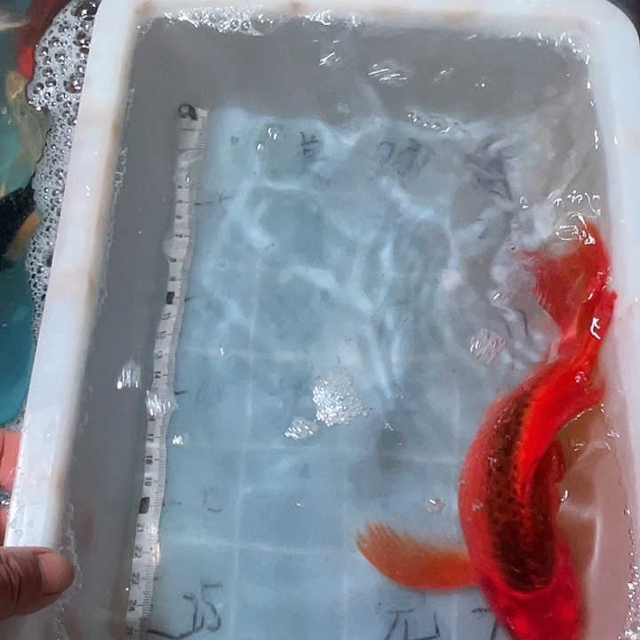 蝴蝶鲤鱼渔场直发39