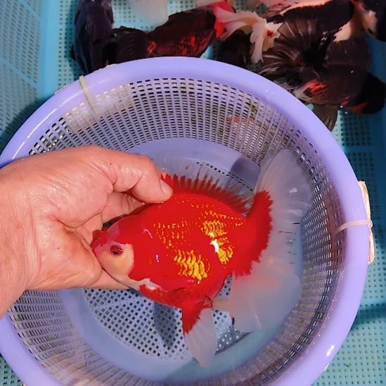 金鱼040巨人百褶泰狮一条特价顺丰包邮