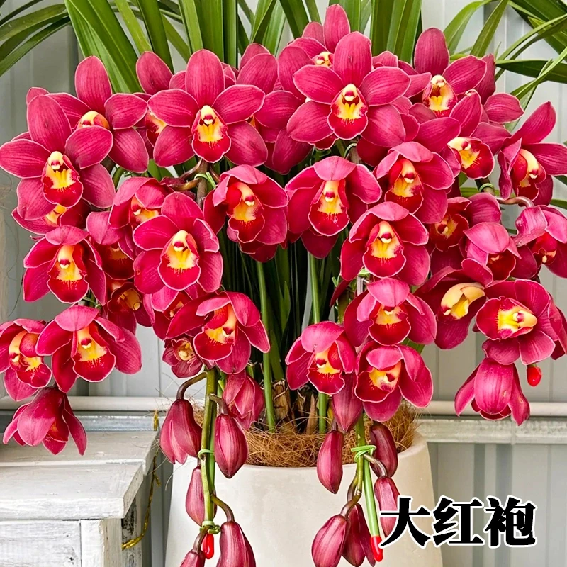 【大红袍】大花惠兰浓香兰花 大红色年宵花 带花苞