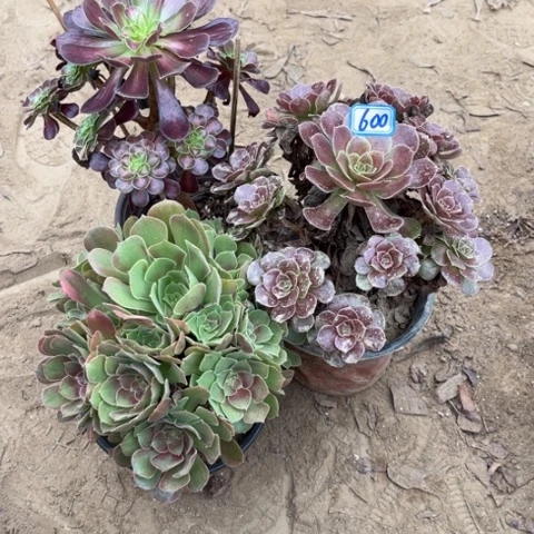 600多肉植物组合，