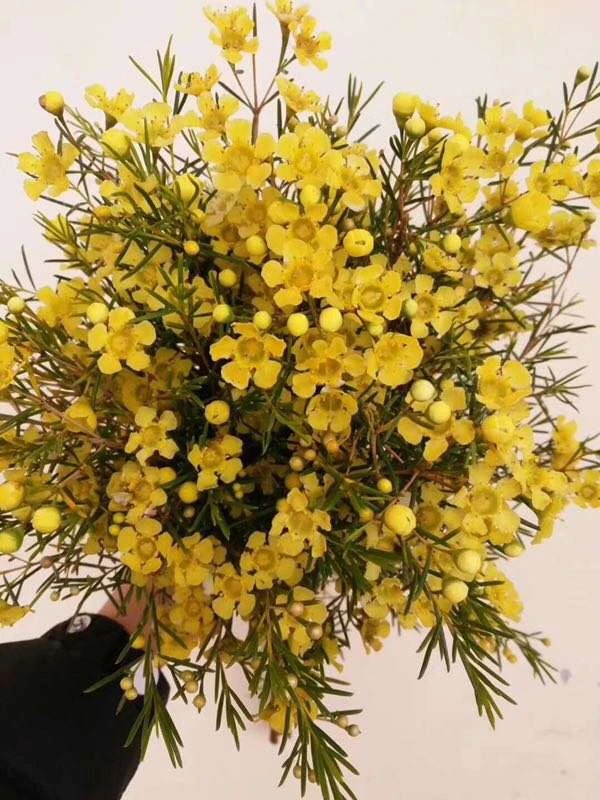 套餐22 新年招财进宝花束 黄色腊梅一小把+飘雪康乃馨10支