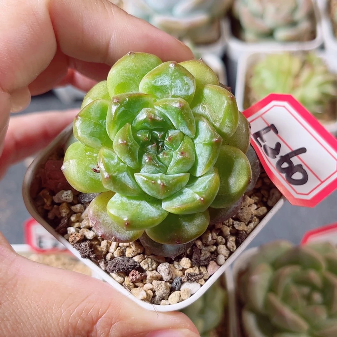 E260 一物一拍 18包邮