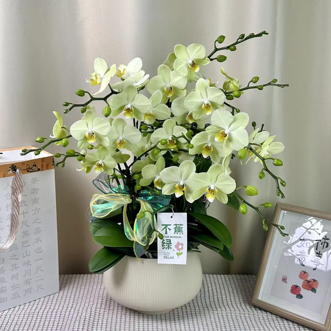 蝴蝶蘭【卡莉】欧品安祖公司引进 纯绿色系蜡质中花
