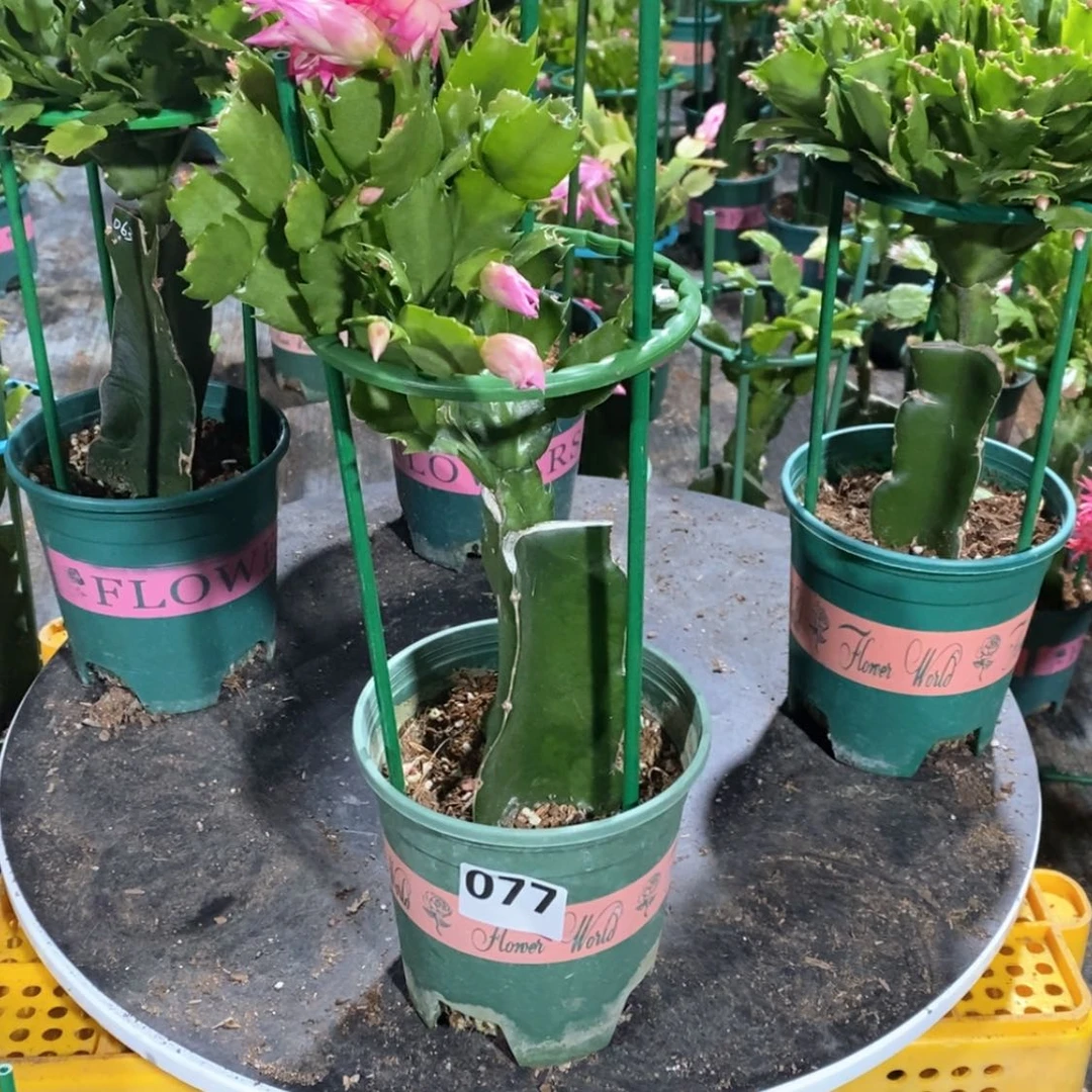 【闪购商品】无花朵貹****方077嫁接073