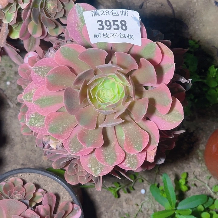 无花朵3958香妃多肉植物