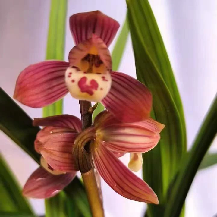 【春剑红荷】经典老种铭品，正格荷瓣浓香型，好养绿植花卉