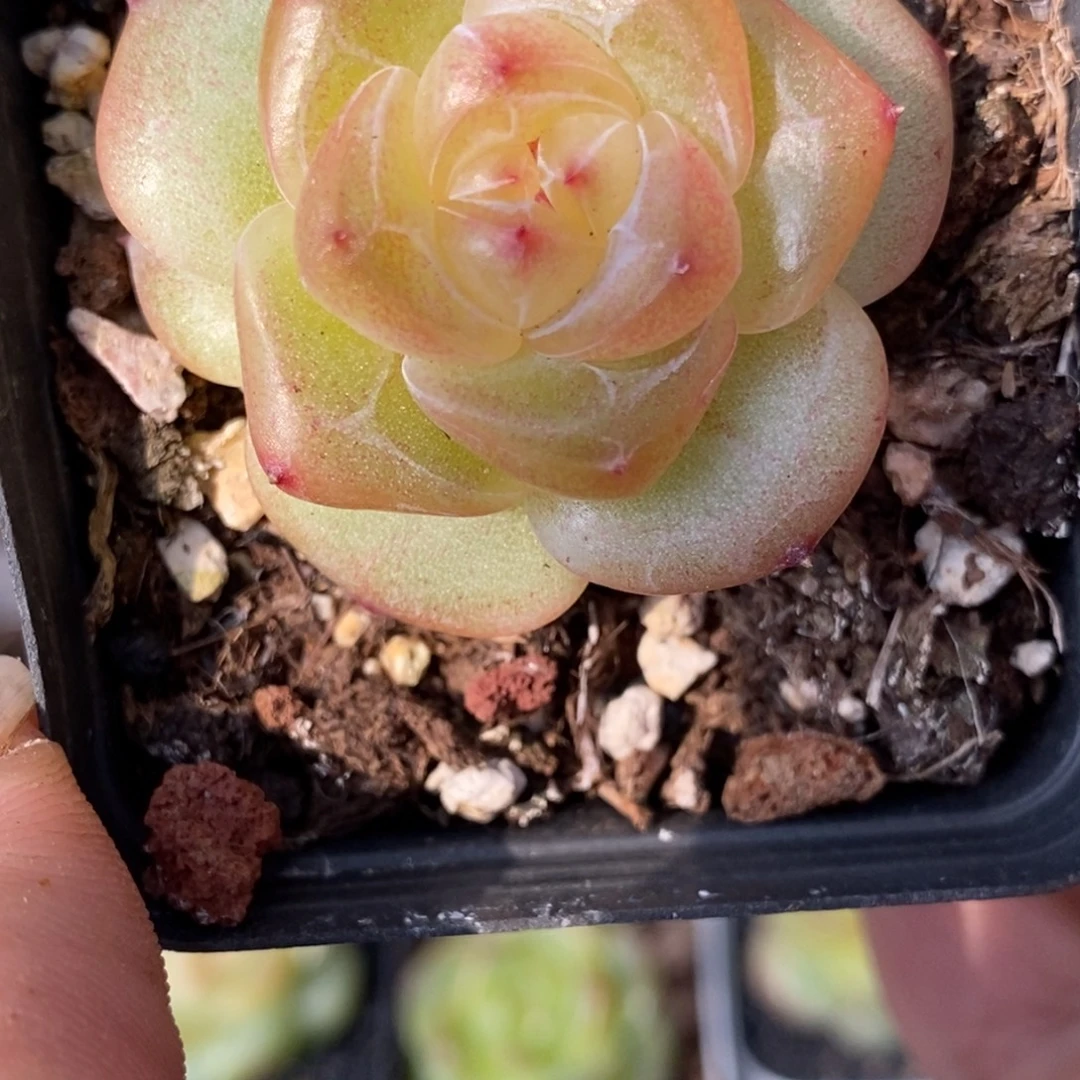 新品无名喜欢的拍哦……