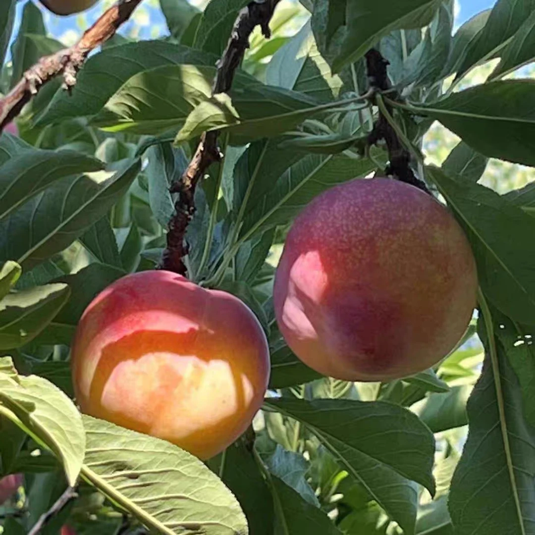 御黄李子正宗石峨御黄李子【月光李子】酸甜脆当季水果北京市
