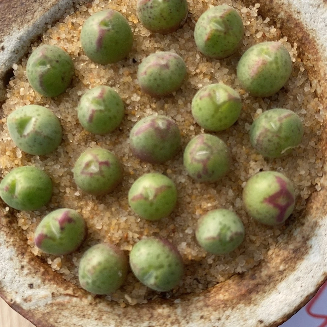 2486猪蹄985一群。