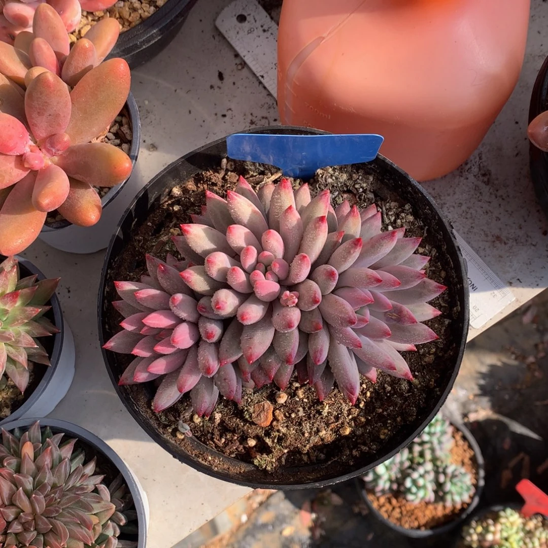 平***庸绿体育美人呢727272727272