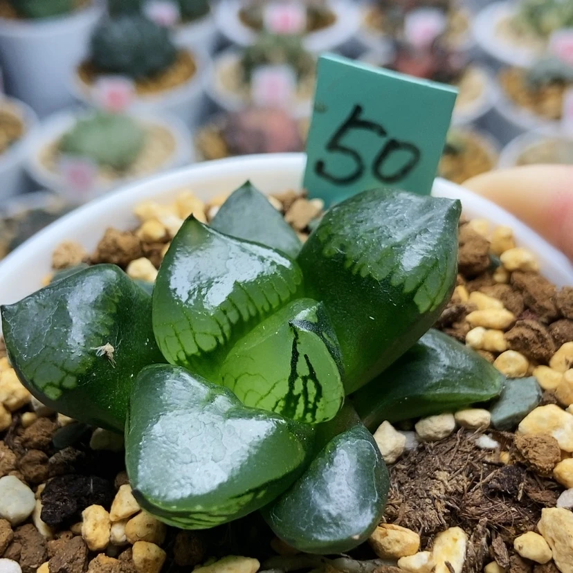 【闪购商品】D****a50裹克