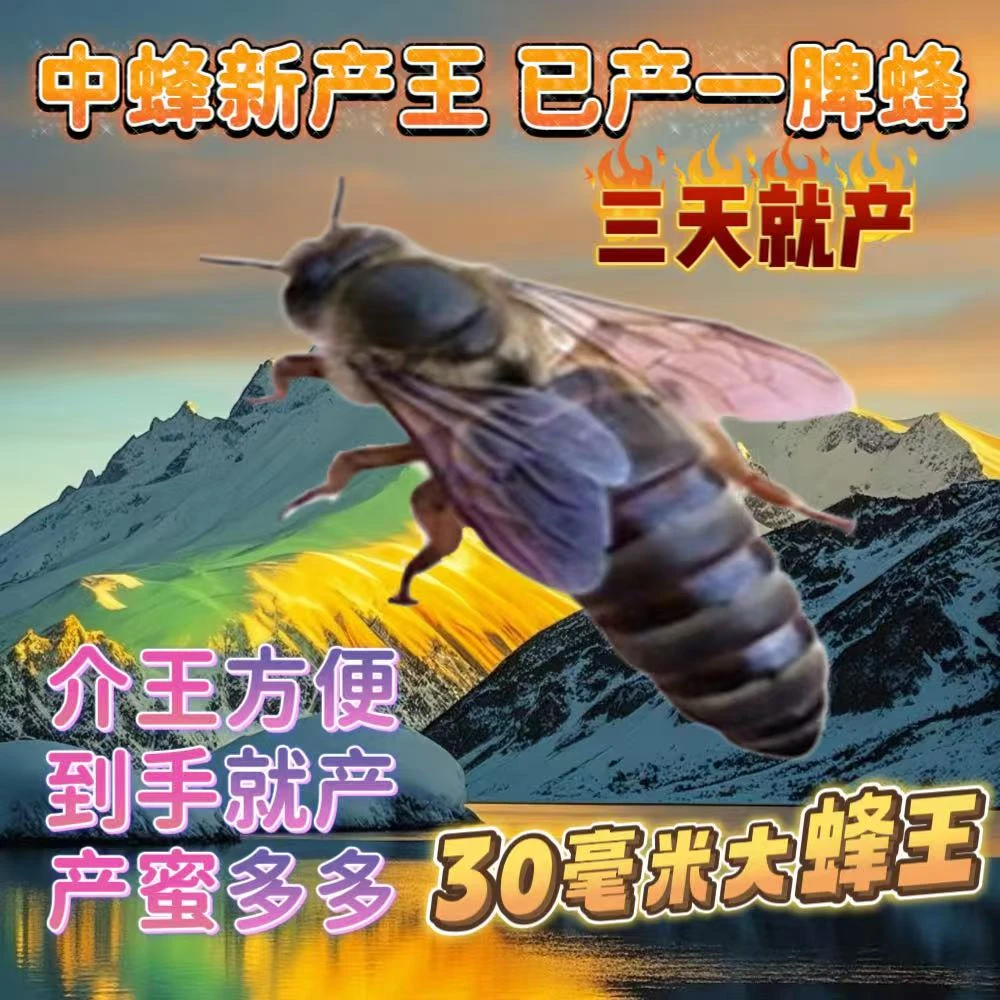 【包交尾成功】中蜂蜂王中蜂开产王产卵蜂王蜜蜂种王伏牛高产蜜蜂王