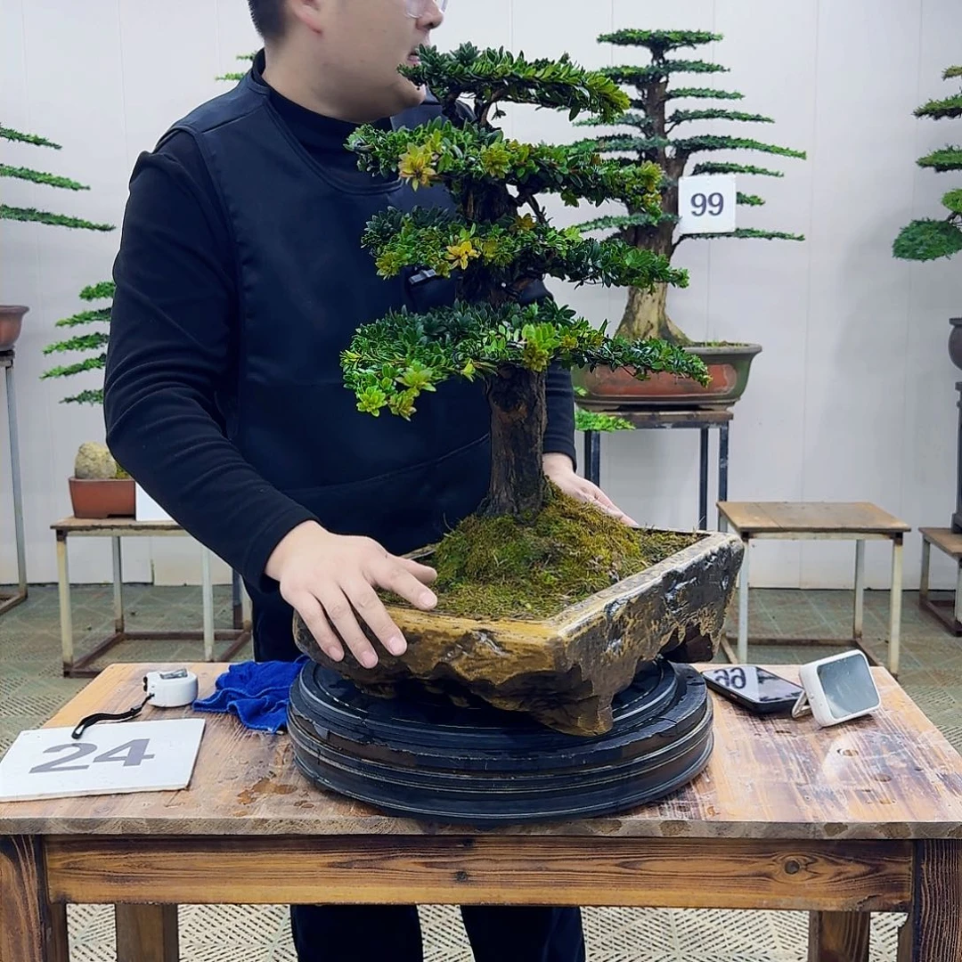 盆景罗汉松造型盆景