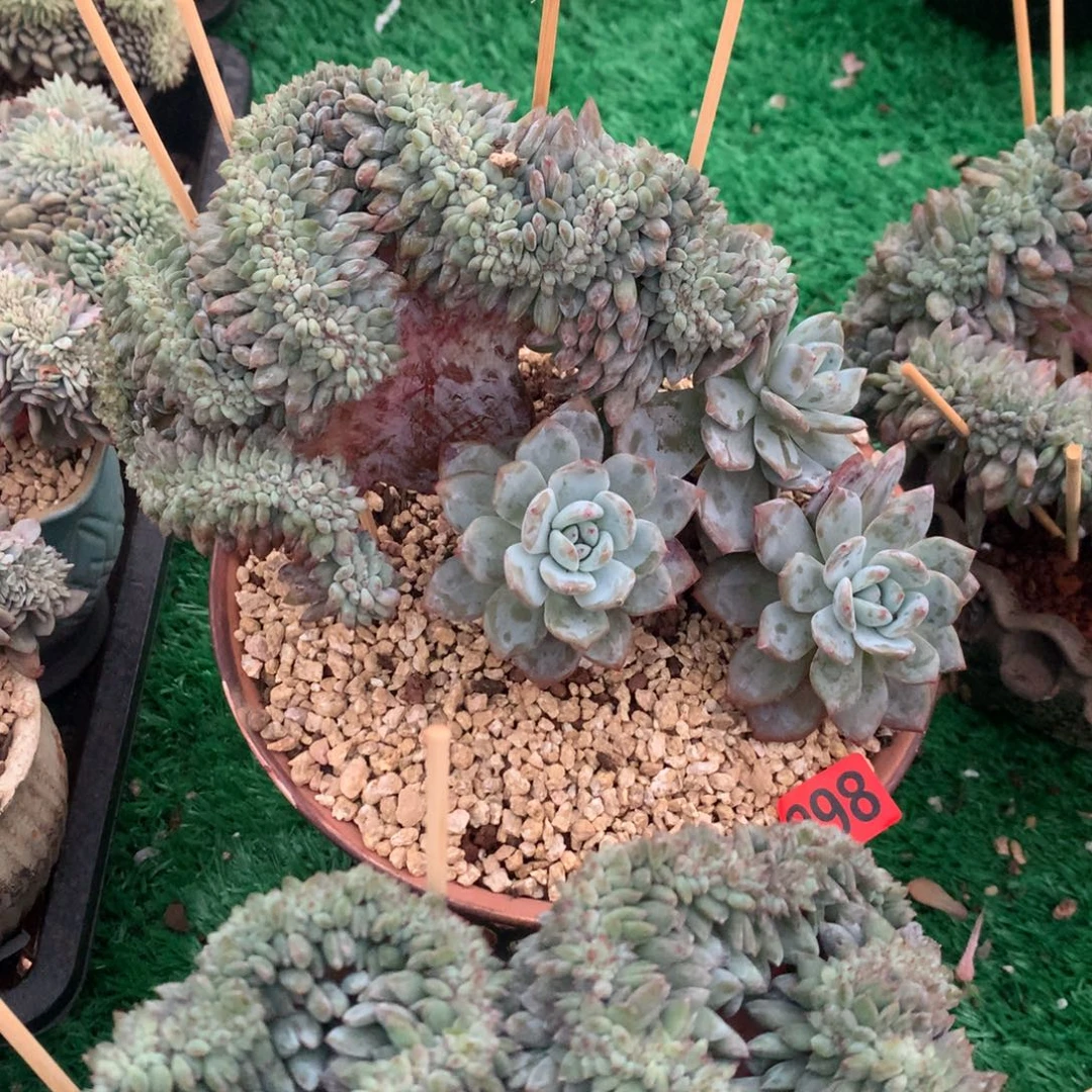 998橙子111111111111