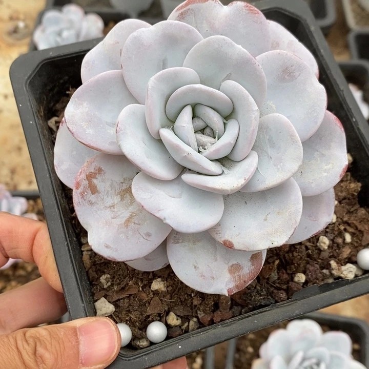 雪莲多肉植物A3056