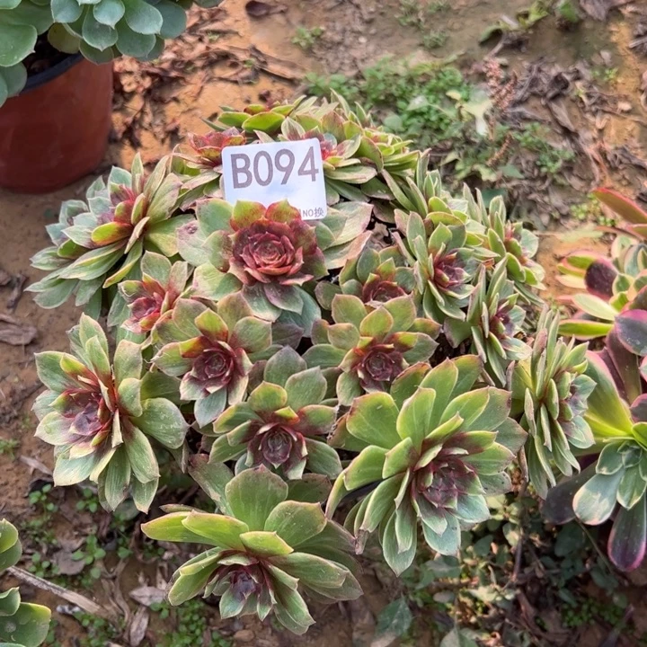 红霞多肉植物094.