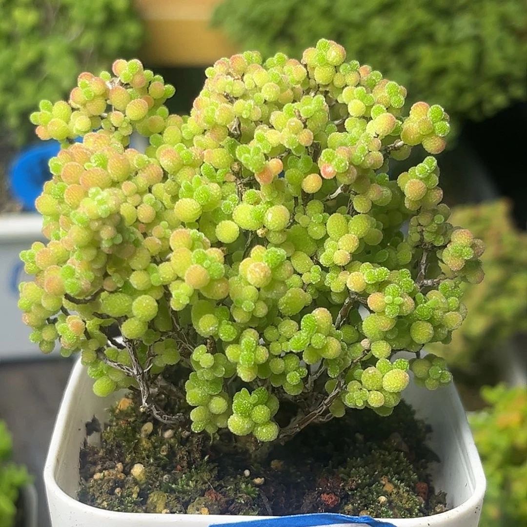 819蜜桔。