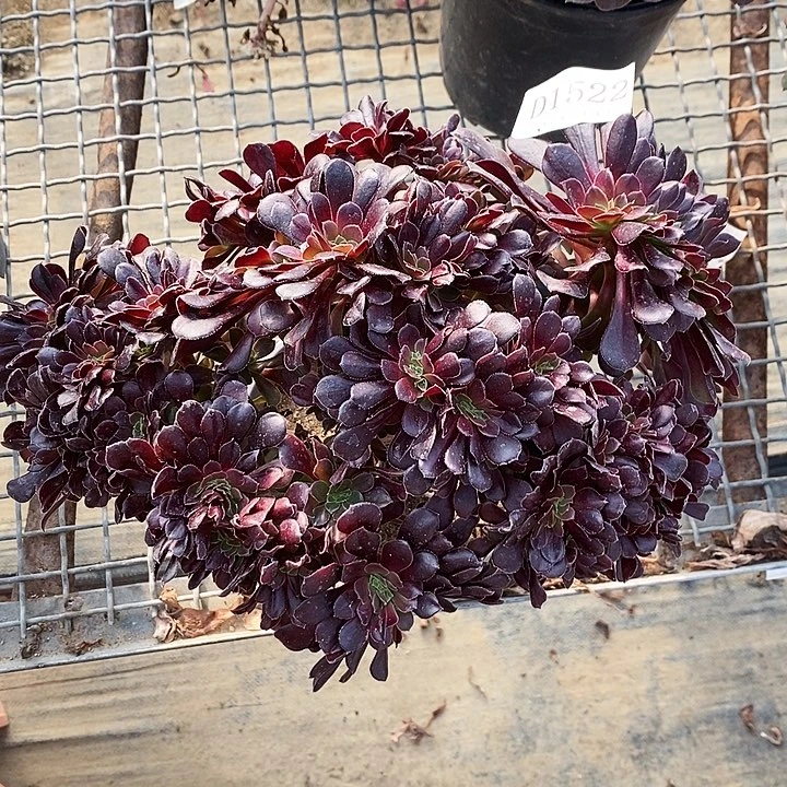 1522欧紫多肉朵朵缀化