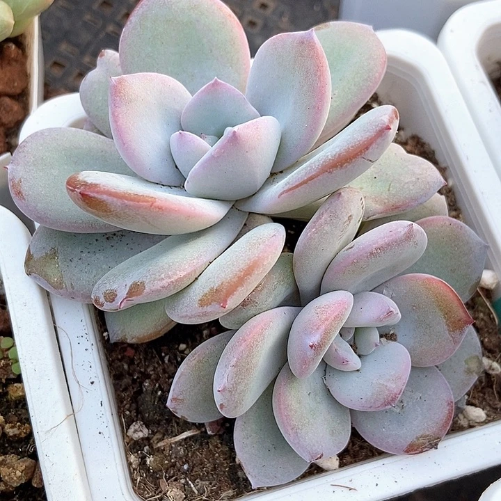 多肉植物韩版奶茶1495